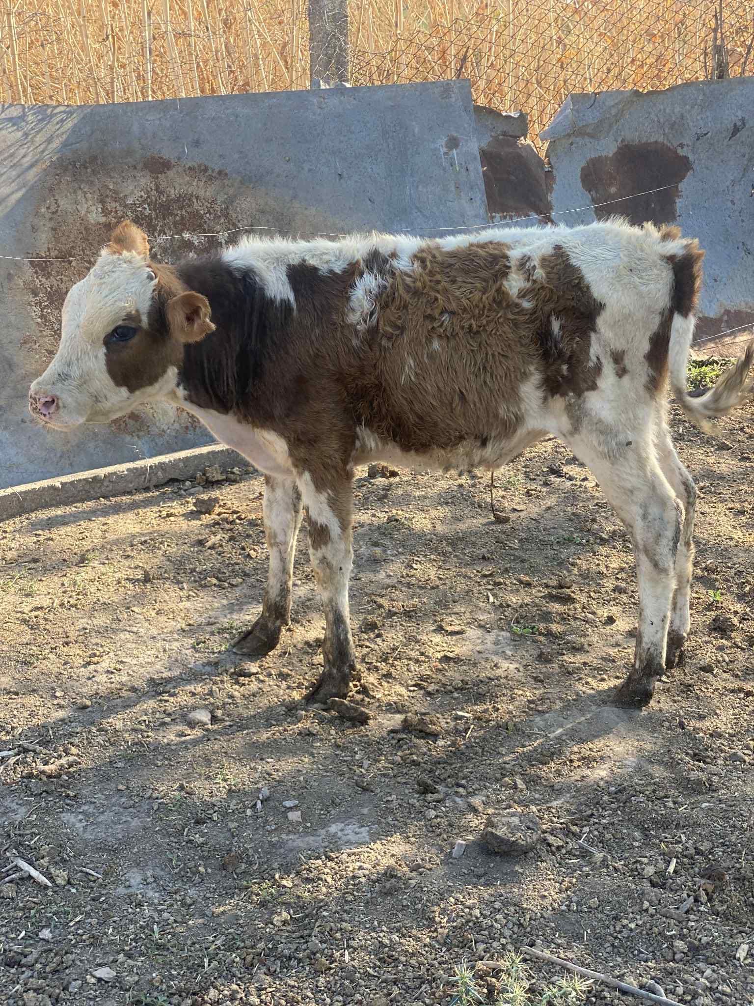 Продавам 2 женски и 1 мъжко теле