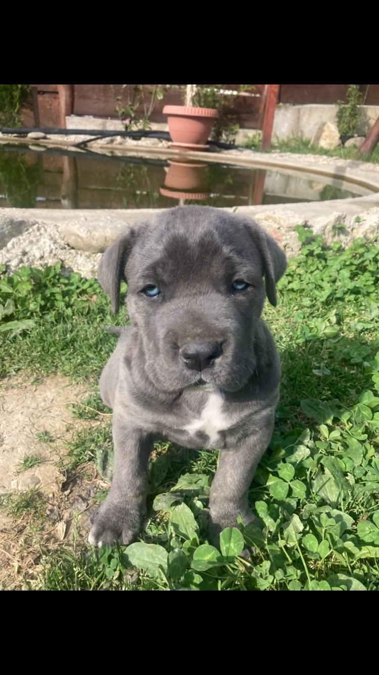 Cane corso mascul