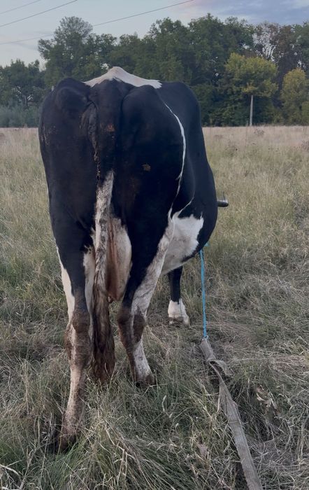Vând vaca depusă sa fete