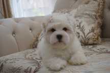 Catel Bichon Maltez