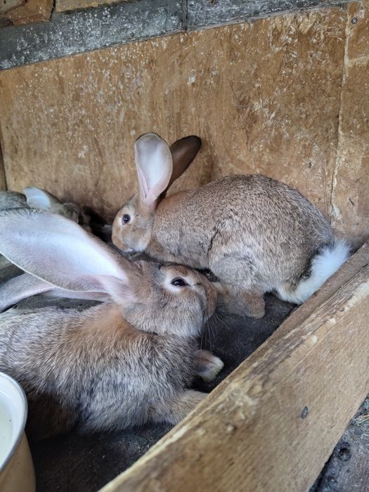 Vand Iepuri Janet german