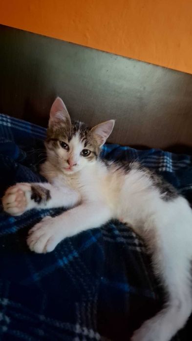 Pisicute spre adoptie