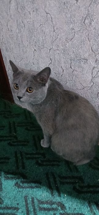Продаётся курильский Бобтейл