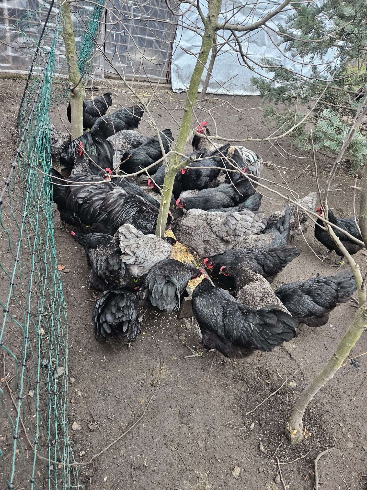 Australorp gaini cocosi Cluj Apahida