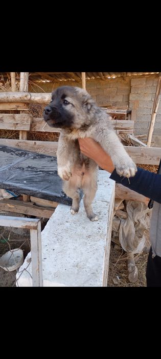 Alabay gidik sotiladi