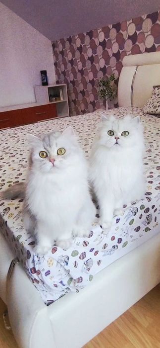 British longhair fetita pedigree din ambii parinti Campioni Mondiali