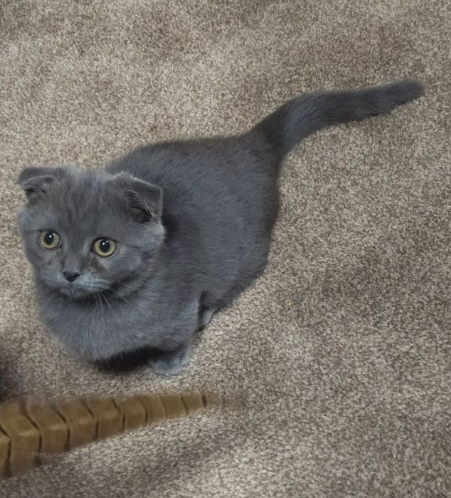 В продаже МАНЧКИНЫ