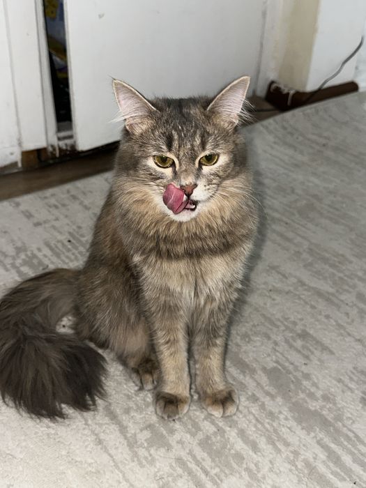 Котёнок, девочка