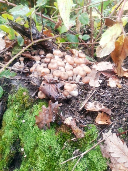 Vand ghebe 35 de lei kg