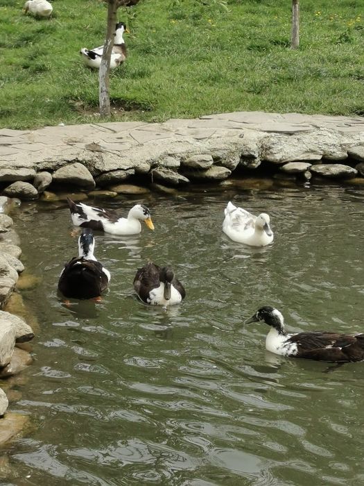 . Ouă proaspete de găină și rață – naturale, crescute liber