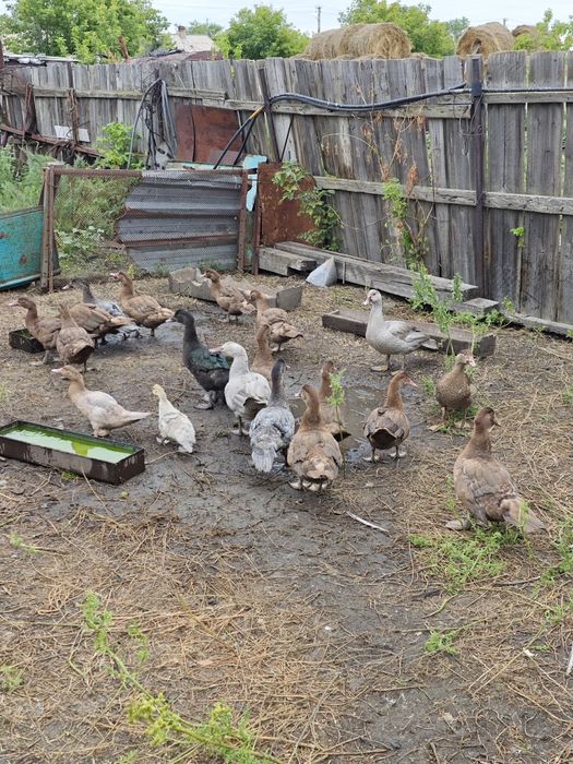 Продам  утак  вся птица породная тяжолая линия.