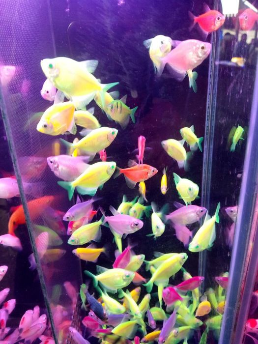 Аквариумные рыбки