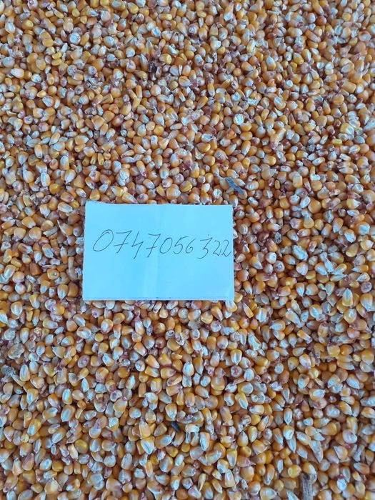 Vând porumb recolta 2025