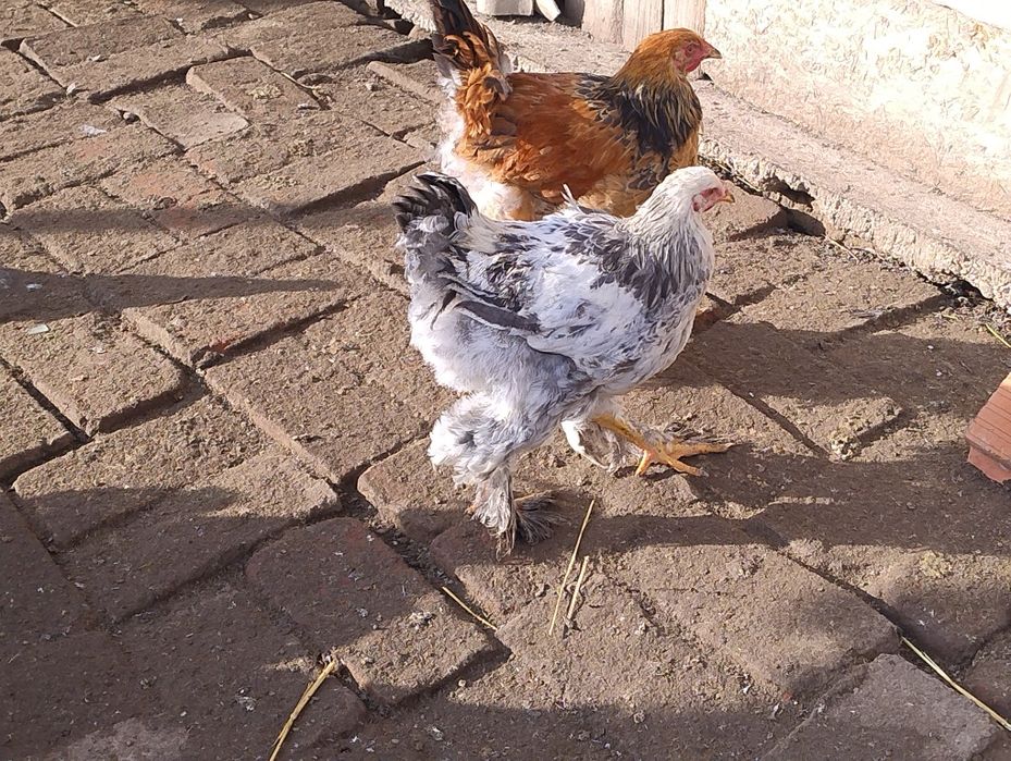 10 brahma de anul acesta