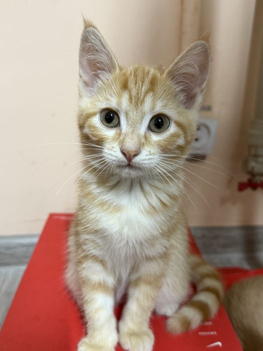 Отдам бесплатно котят