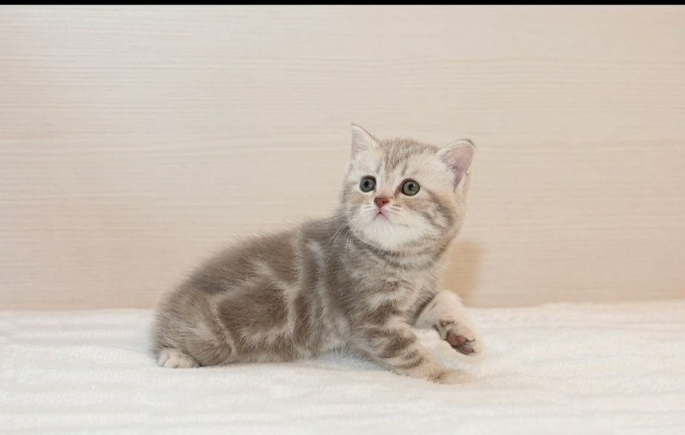 Лиловая мраморная принцесса