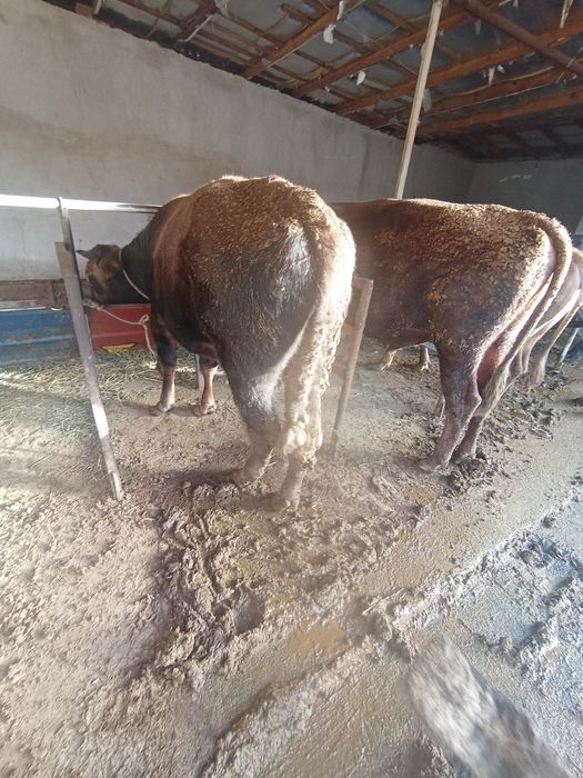 Buqa sotiladi jasadi katta