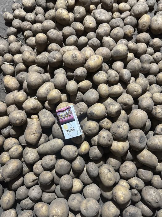 Картофель семенной “Гала”