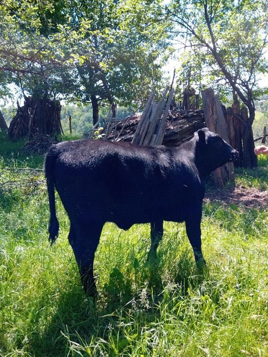 Vitea Angus vârsta 4 luni