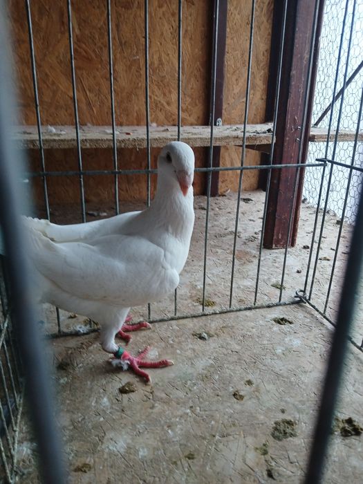 Voiajori germani de frumusețe