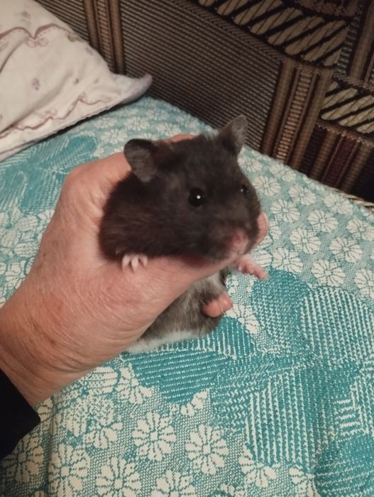 Хомячки домашние