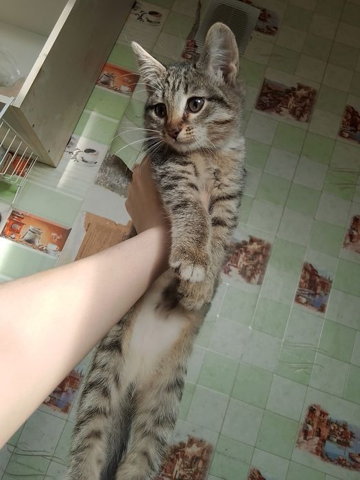 Отдам котят в добрые руки