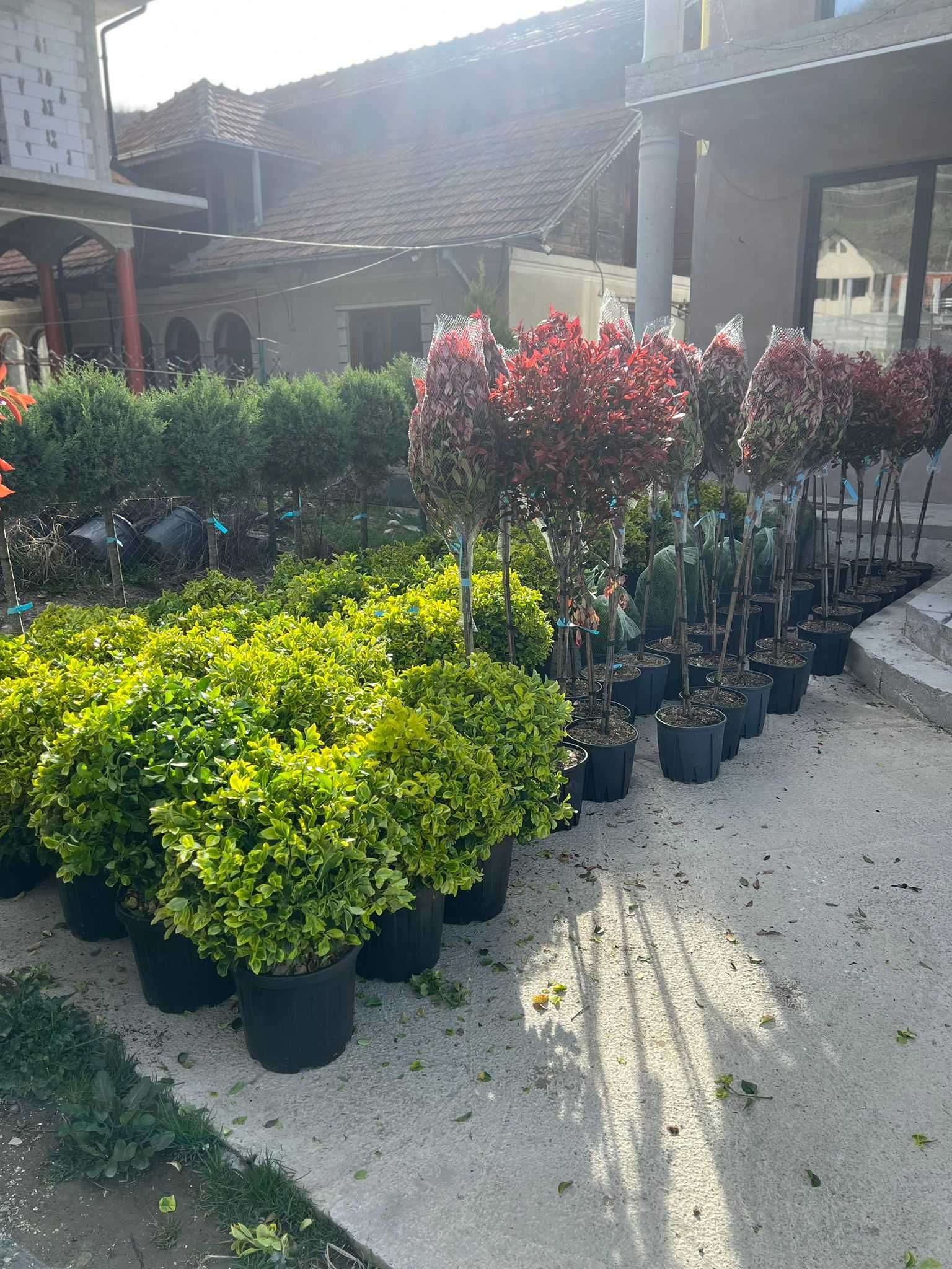 Soluții verzi durabile: plante rezistente la orice climă