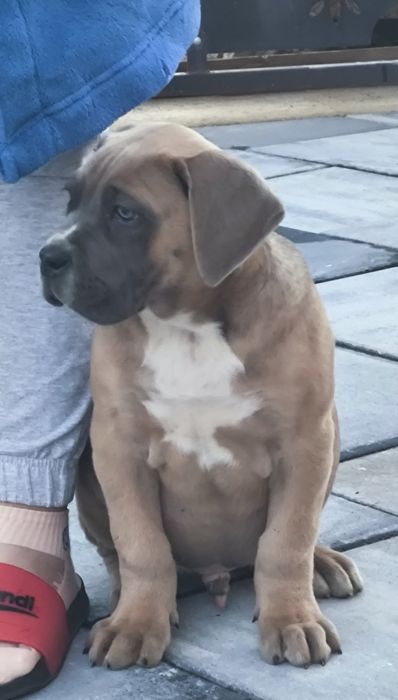 Mascul Cane Corso 9 săptămâni,  cu Pedigree+