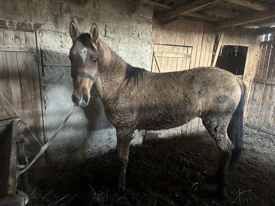 Семіз байланып тұр