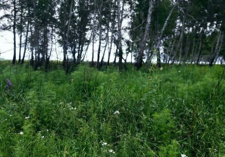 Фазенда ферма Откорм площадка