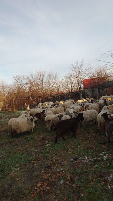 Oi de vanzare,breze oachese