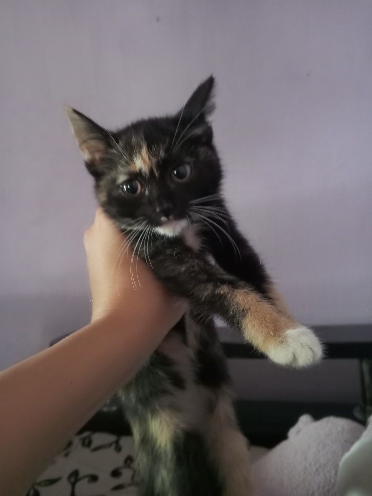 Отдам девочек котят