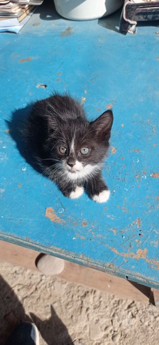 Котята маленькие,45 дней.