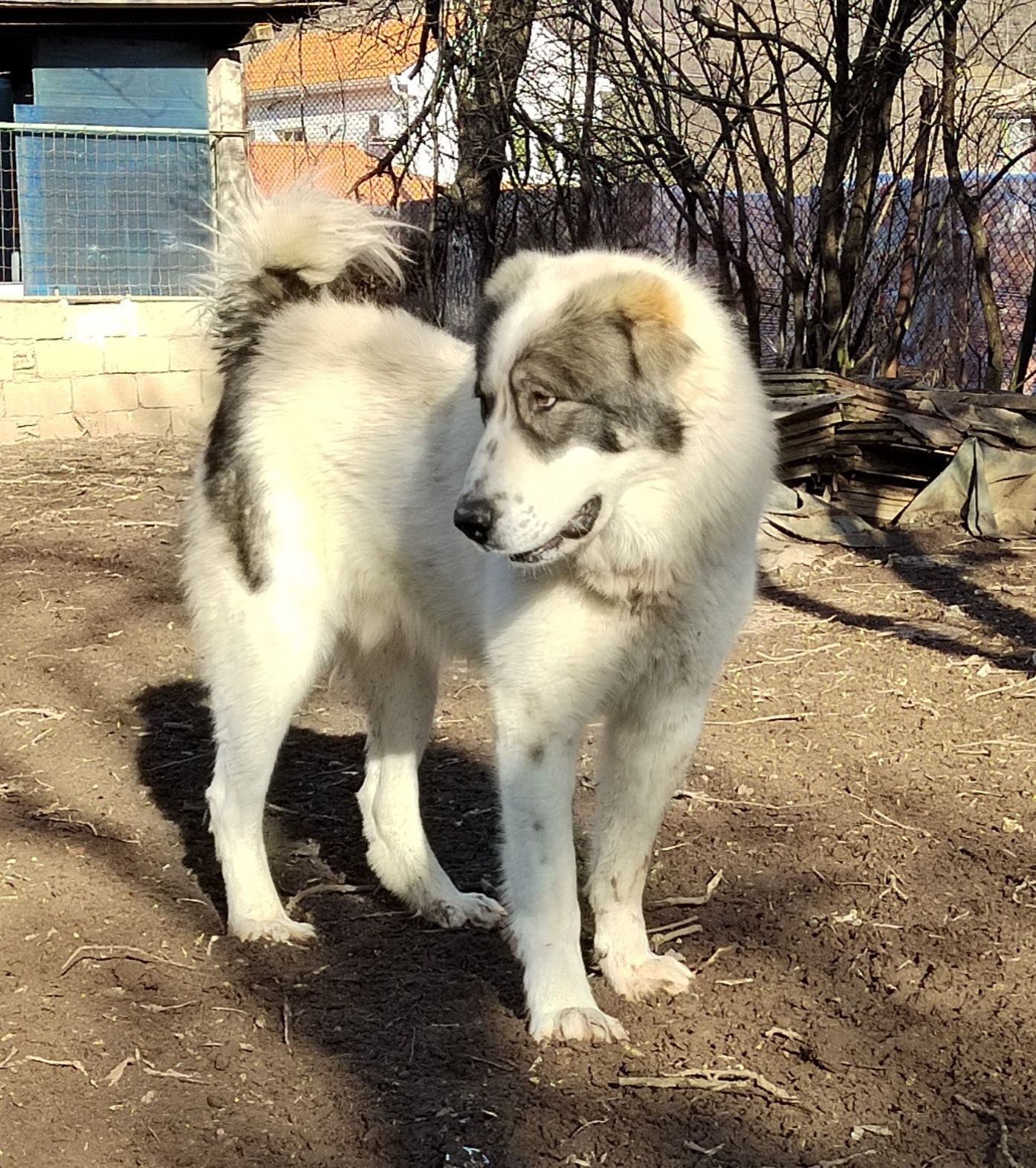 Сао, Алабай, Средноазиатска овчарка