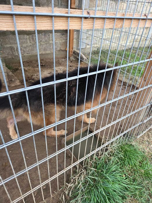 Продавам дългокосместа немска овчарка