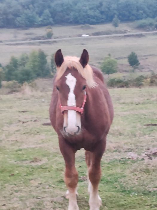 Manz, cal, armasar, harmasar de 6 luni