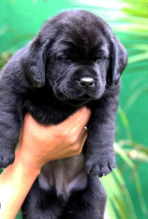 Labrador Retriever cu Pedigree FCI