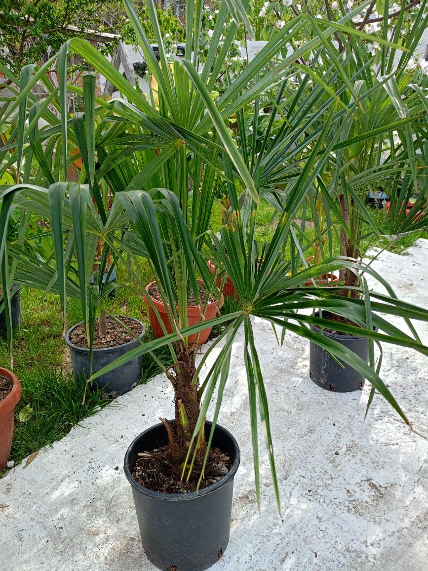 Трахикарпус палми вис. 1.20-1.50 см