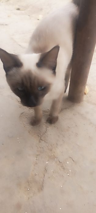 Кошка сиямский .кибрай