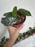 Hoya villosa - Хойя Виллоза(доставка (30000)