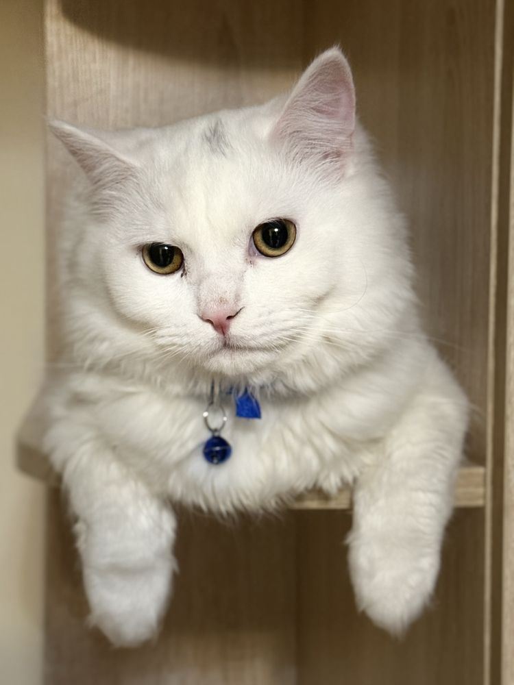 Кот ищет подругу для вязки