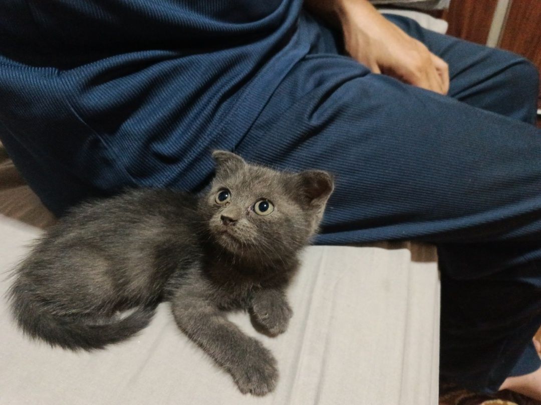 Шотландские вислоухие котята