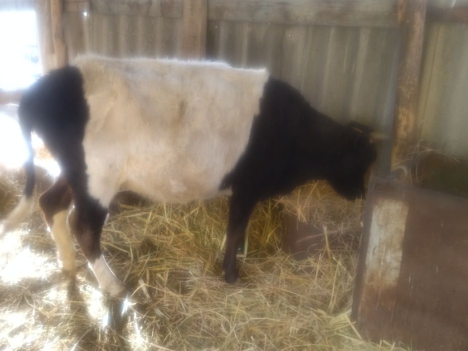 Сиыр бузауымен 600 ге