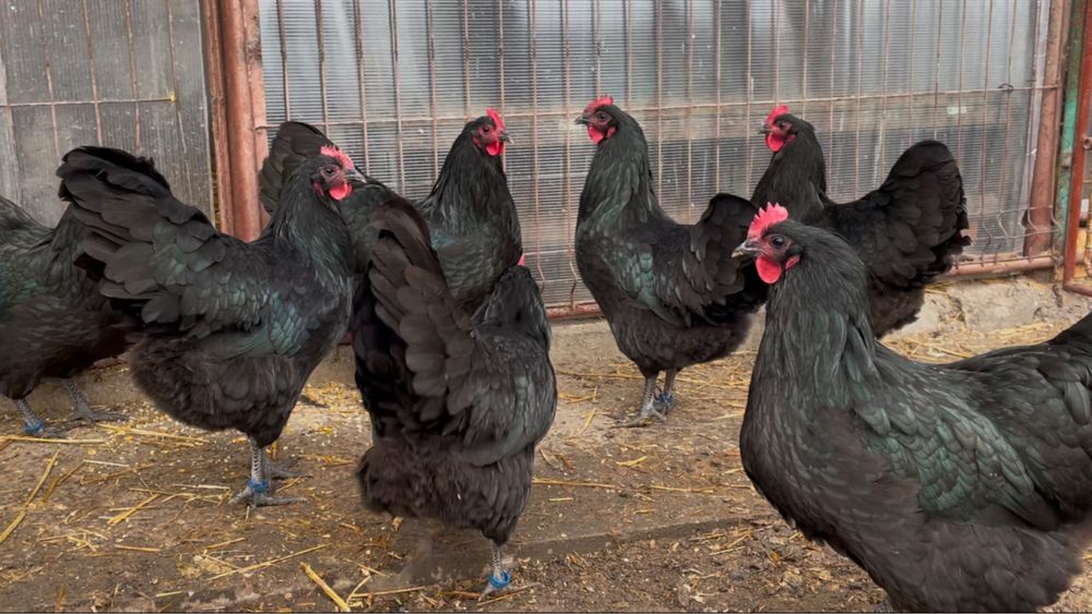 Oua incubat Australorp negru