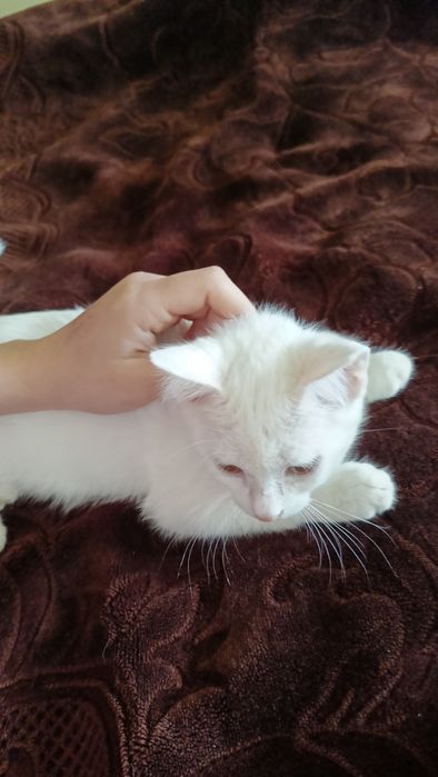 Mushukcha 17-dekabrda 2oylik boʻladi,ozoda,hojatxonaga oʻrgatilgan.