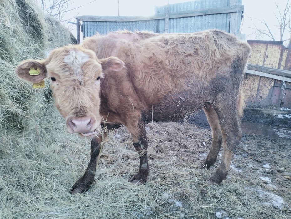 Продам скот оптом