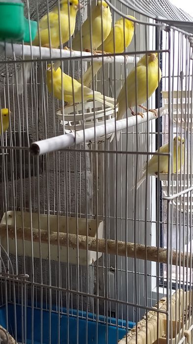Canari Rolleri pe galben
