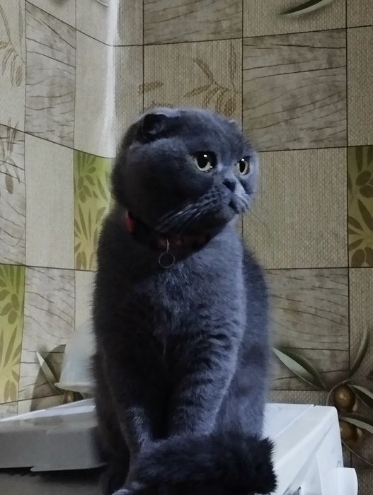 Отдам британку в хорошие руки