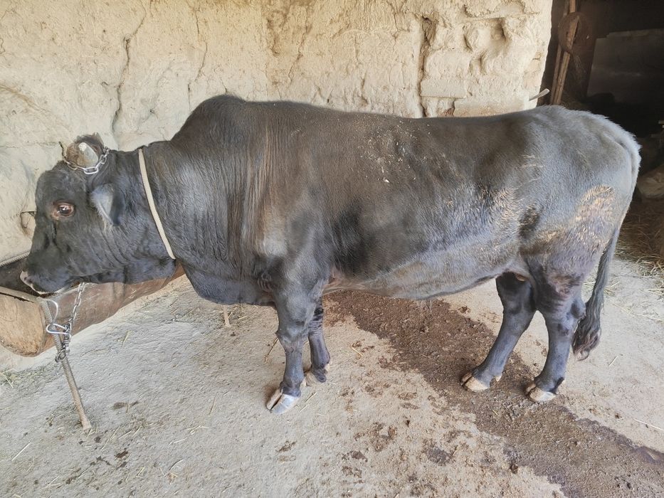 Buqa sotiladi, narxini kelishamiz