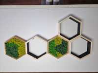 Etajere hexagon licheni